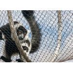 Ferruled And Woven Zoo Wire Mesh With 2mm In 50mm Aperture for sale