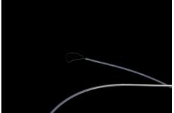 China Medical Devices Sterilized Flexible Acusnare Polypectomy Snare CE Approval supplier